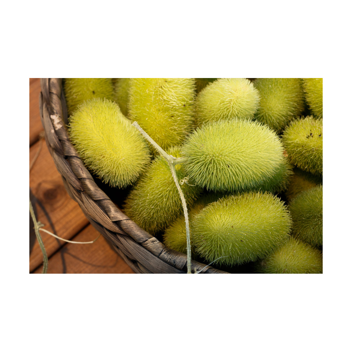 Uhorka Ježko - Cucumis dipsaceus - semiačka - 6 ks