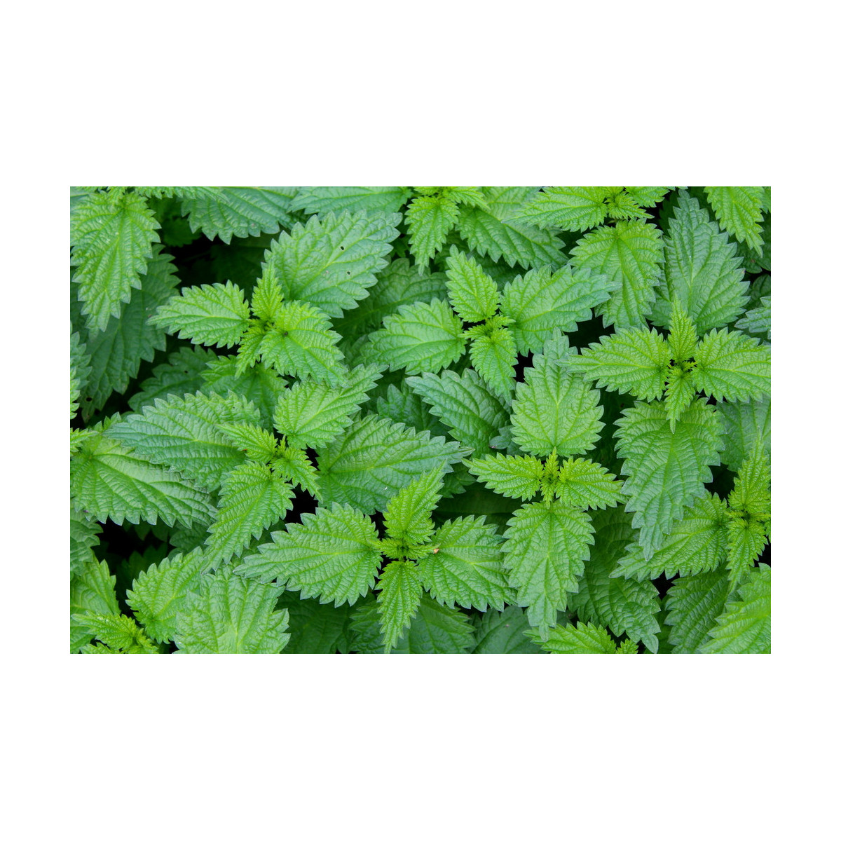 Pŕhľava dvojdomá - Urtica dioica - semienka - 800 ks