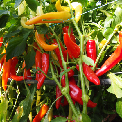 Paprika kozí/baraní roh Harriet - Capsicum annuum - semená - 45 ks