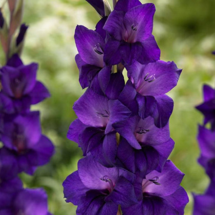 Gladiola Purple Flora - Gladiolus - cibuľa gladiol - 3 ks