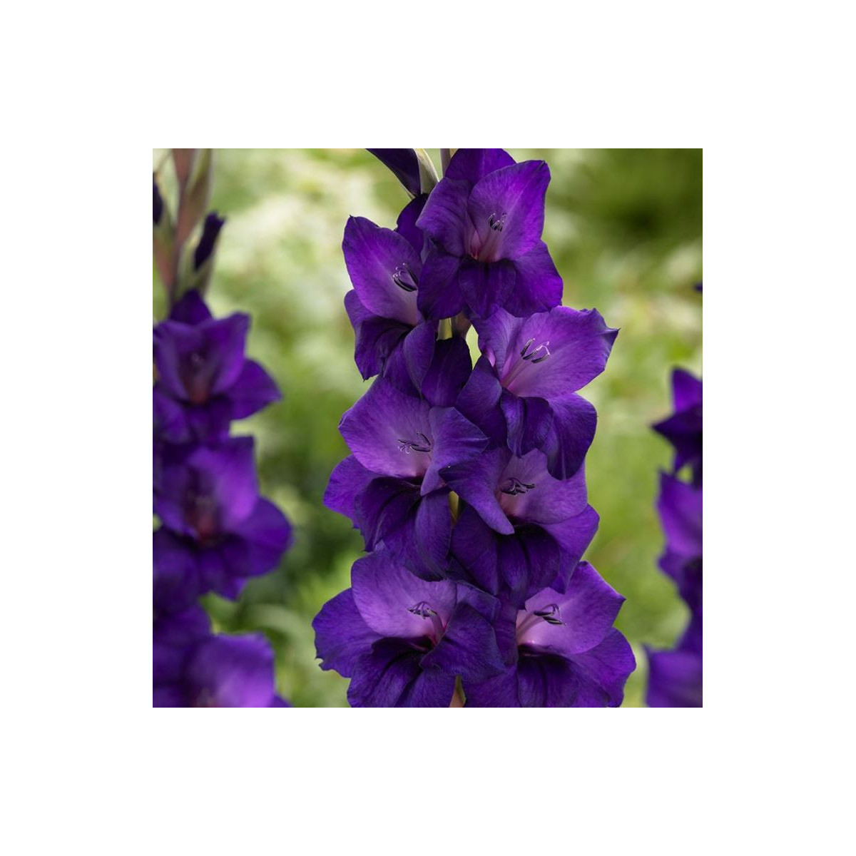 Gladiola Purple Flora - Gladiolus - cibuľa gladiol - 3 ks