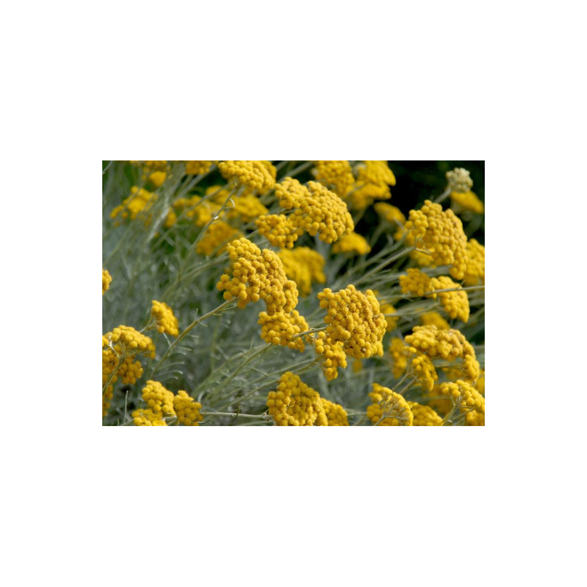 Slamiha talianska - Helichrysum italicum - predaj semien - 200 ks