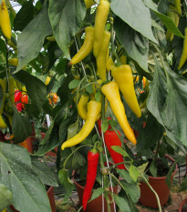 Paprika kozí/baraní roh Sora - Capsicum annuum - semená - 55 ks