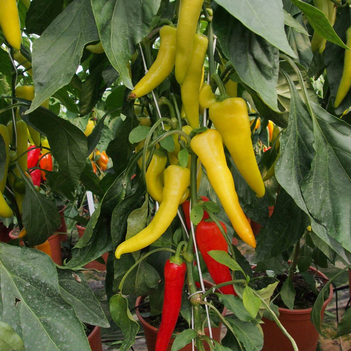 Paprika kozí/baraní roh Sora - Capsicum annuum - semená - 55 ks