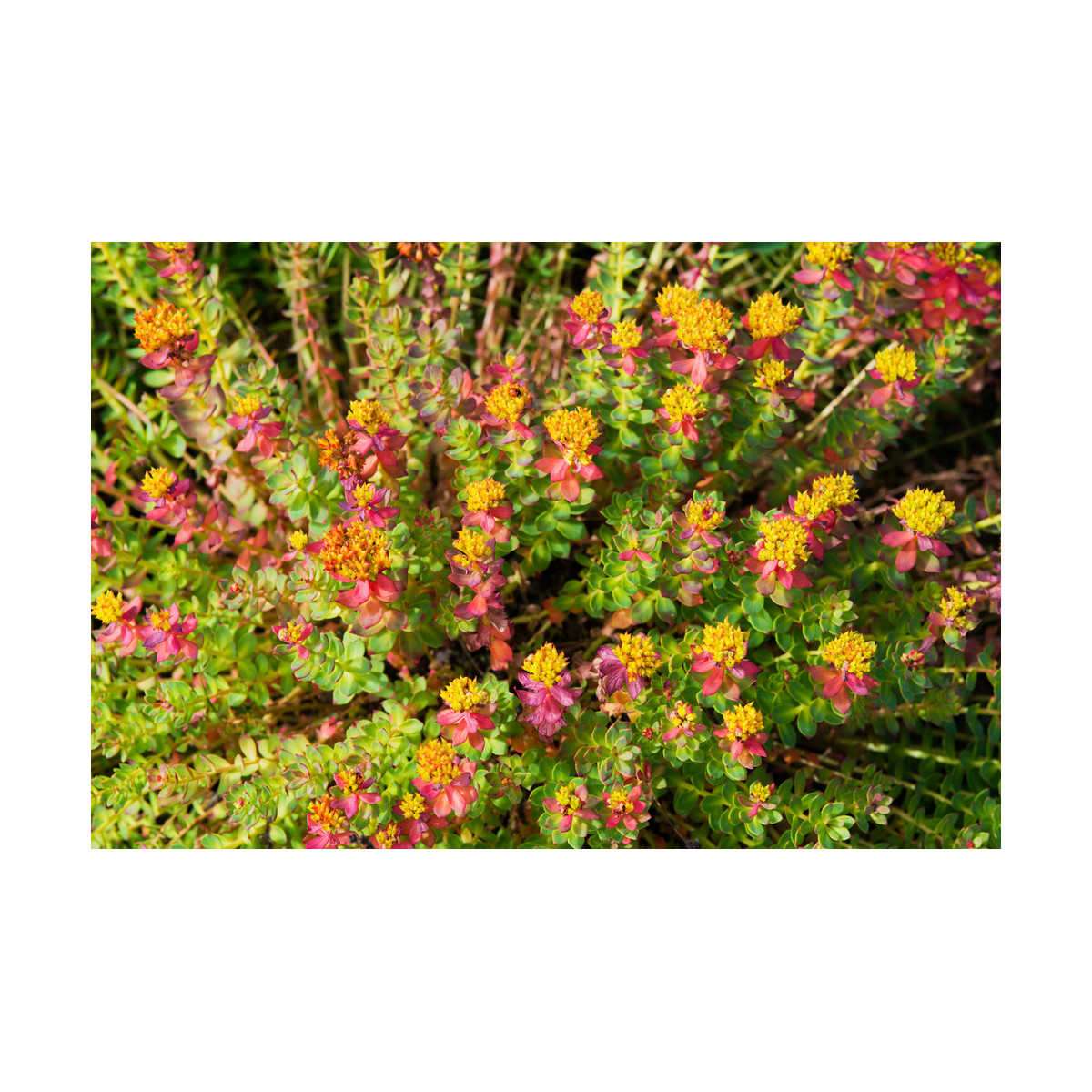 Rozchodnica ružová - Rhodiola rosea - semiačka - 8 ks