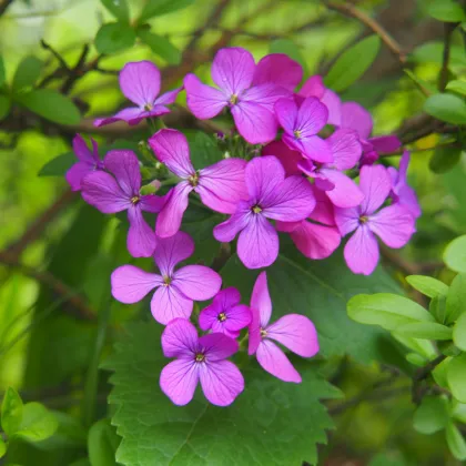 Mesačnica ročná Honesty - zmes bariev - Lunaria annua - semiačka - 1 g