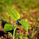 Paulovnia Biomass - Paulownia - semiačka - 15 ks