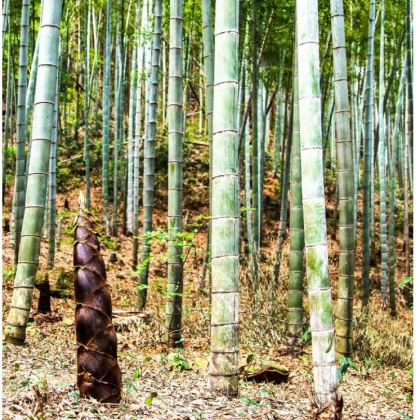 Bambus Balcooa - semiačka - 2 ks