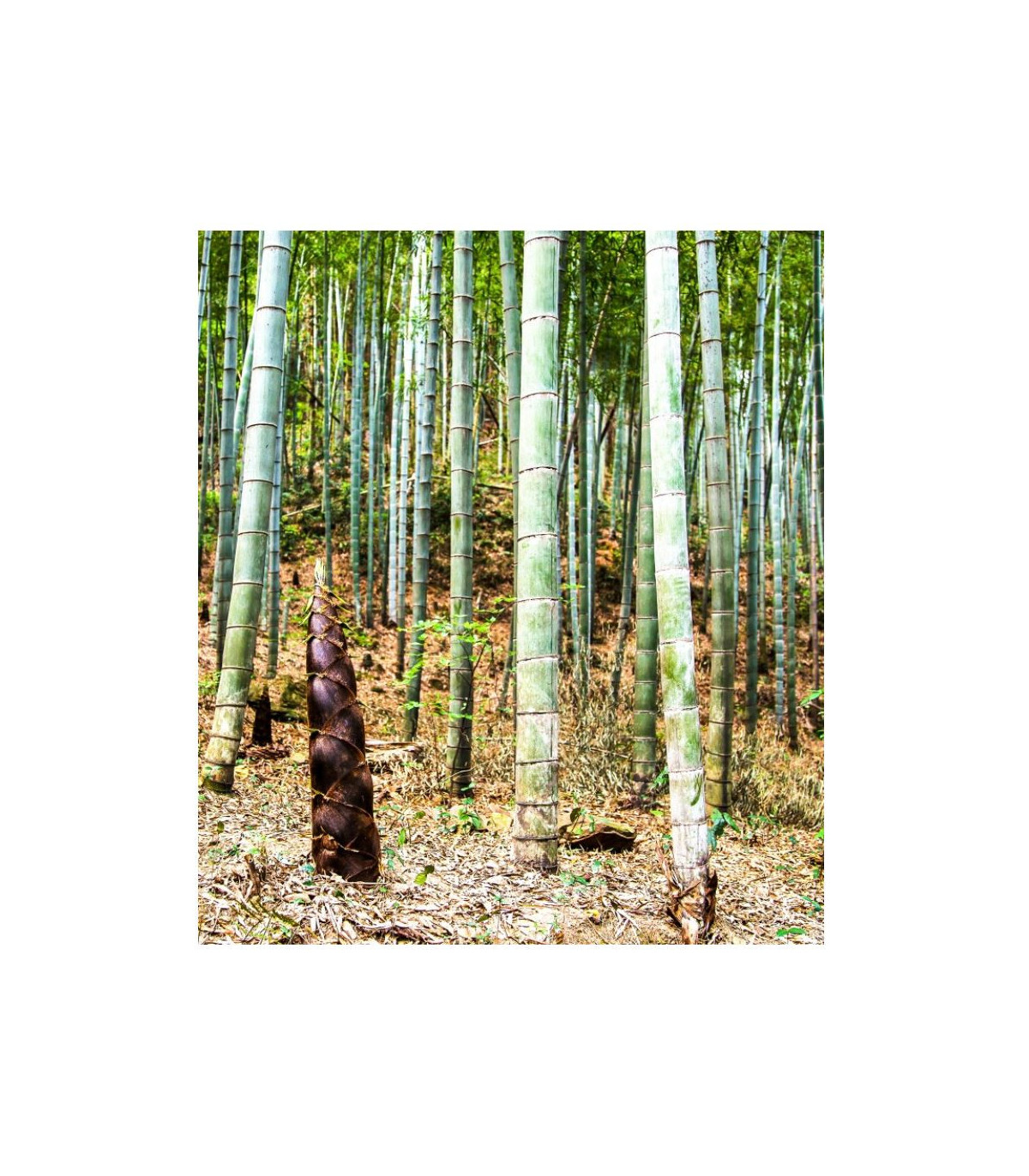 Bambus Balcooa - semiačka - 2 ks