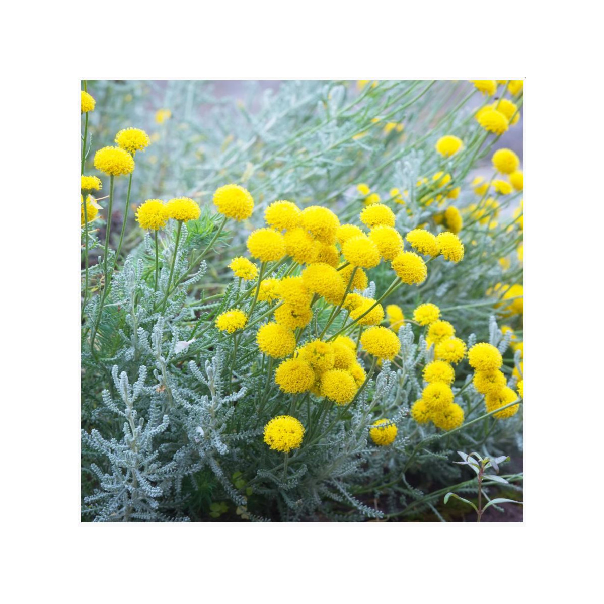 Santolína rozmarínolistá - Santolina rosmarinifolia - predaj semien - 5 ks