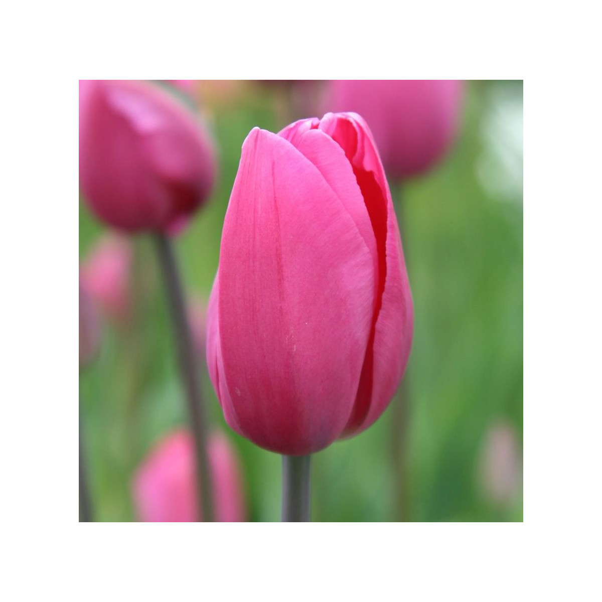 Tulipán Don Quichotte - Tulipa - predaj cibuľovín - 3 ks