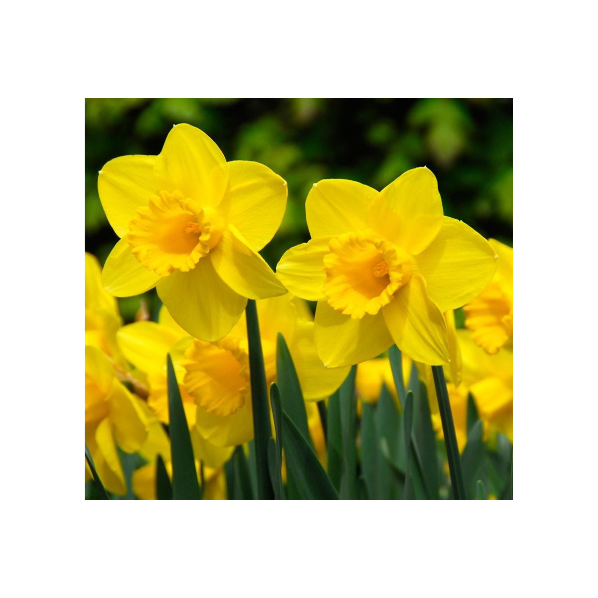 Narcis Carlton - Narcissus - predaj cibuľovín - 3 ks