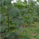 Paulovnia Biomass - Paulownia - Semená Paulovnie - Semiačka - 15 Ks