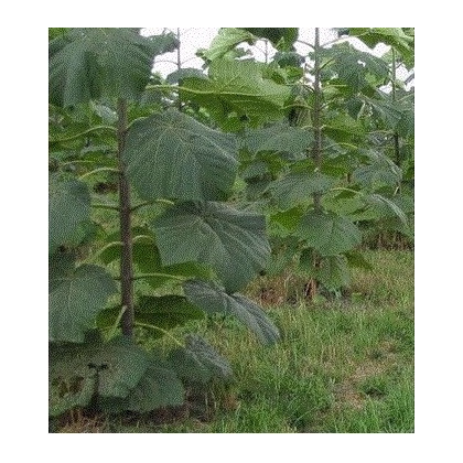 Paulovnia Biomass - Paulownia - Semená Paulovnie - Semiačka - 15 Ks