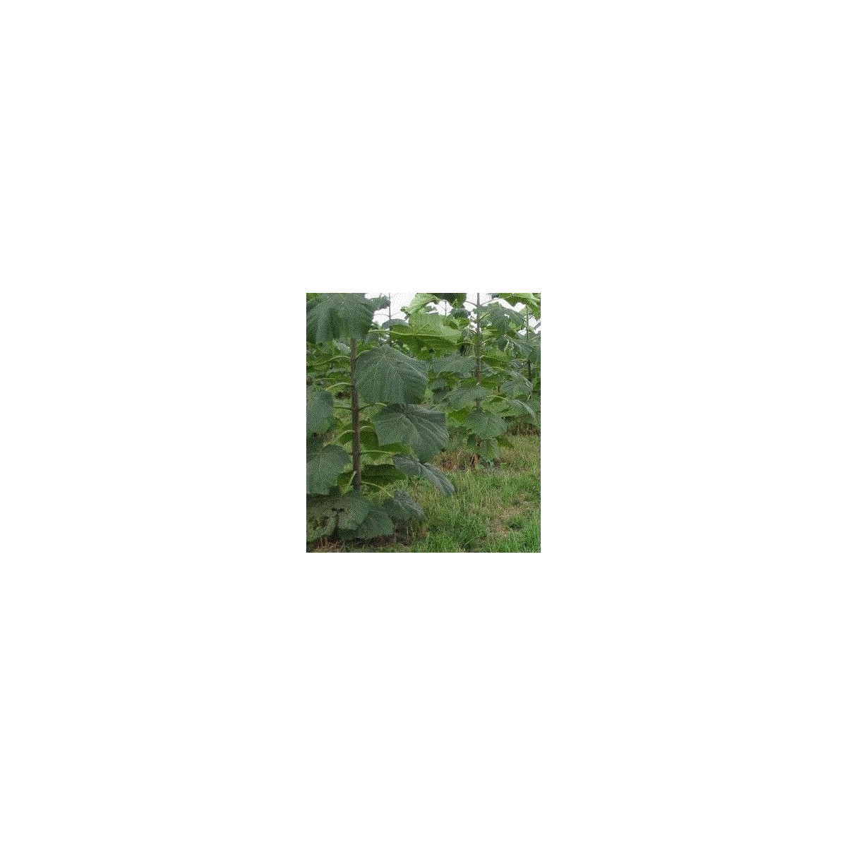 Paulovnia Biomass - Paulownia - Semená Paulovnie - Semiačka - 15 Ks