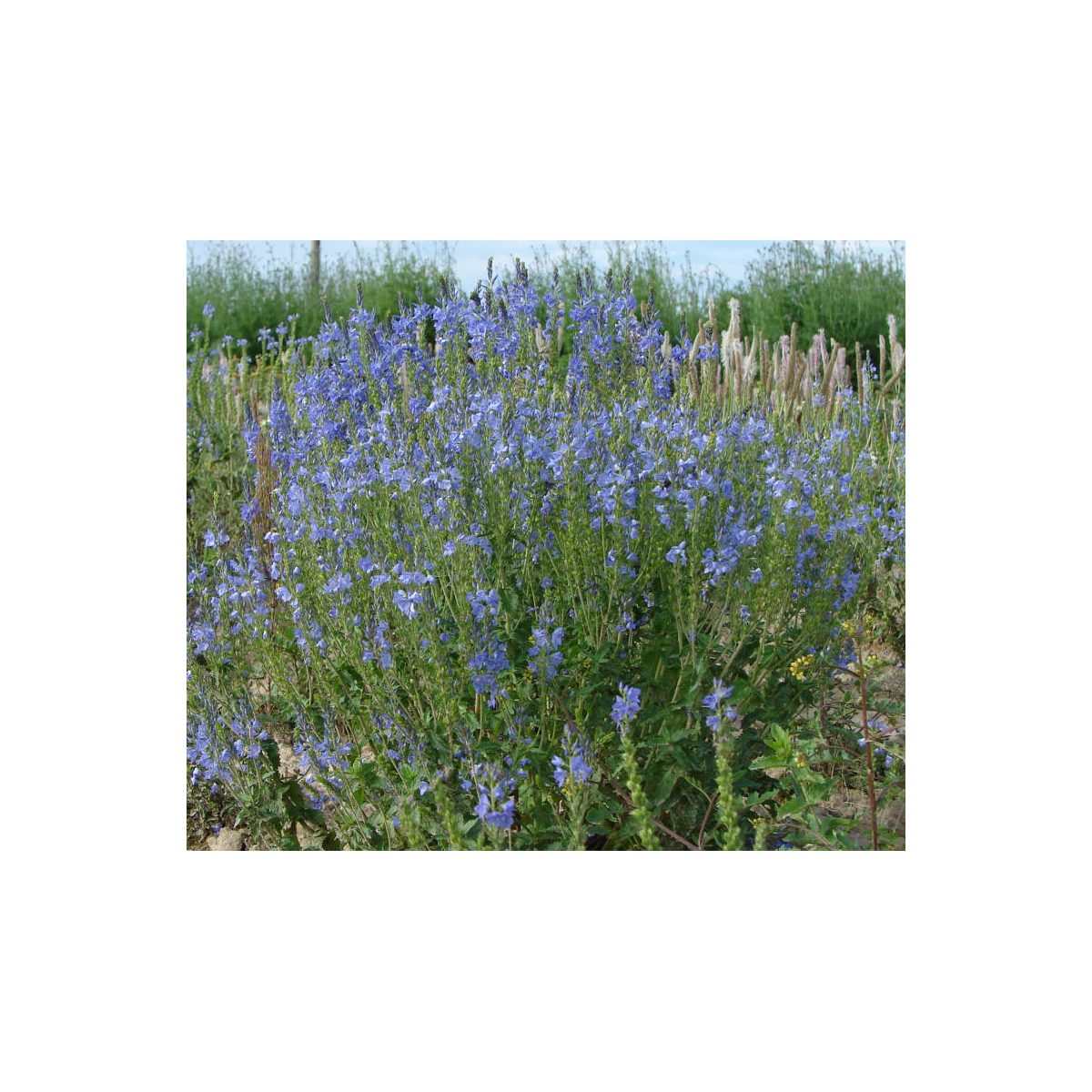 Modrá lúka zvončeková - Planta Naturalis - lúčna zmes - 10 g