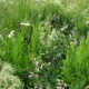 Biela lúka čipkovaná - Planta Naturalis - lúčna zmes - 50 g