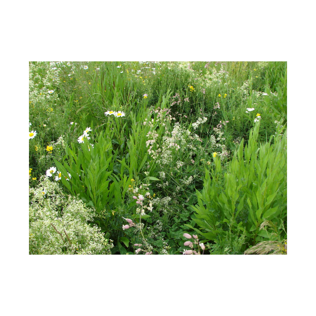 Biela lúka čipkovaná - Planta Naturalis - lúčna zmes - 50 g
