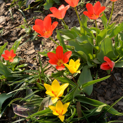 Zmes nízkych tulipánov - Tulipa - predaj cibuľovín - 24 ks