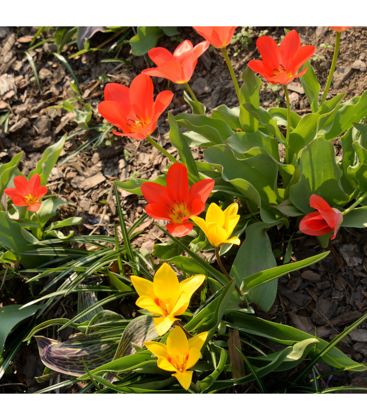 Zmes nízkych tulipánov - Tulipa - predaj cibuľovín - 24 ks