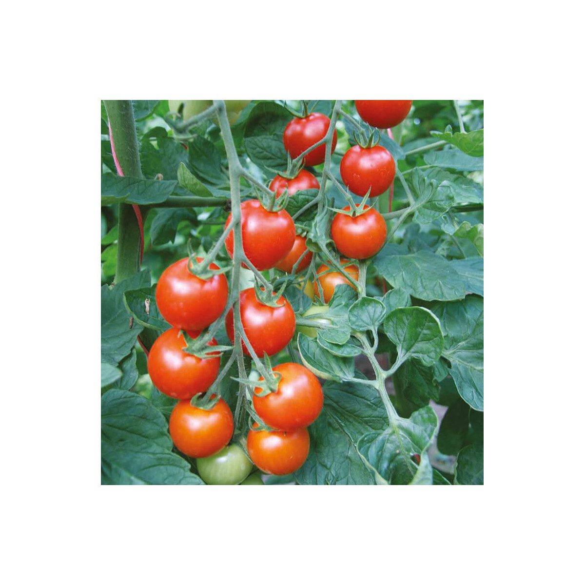 Paradajka - Bejbino F1 - Solanum lycopersicum - Semená rajčiaka - 7 Ks