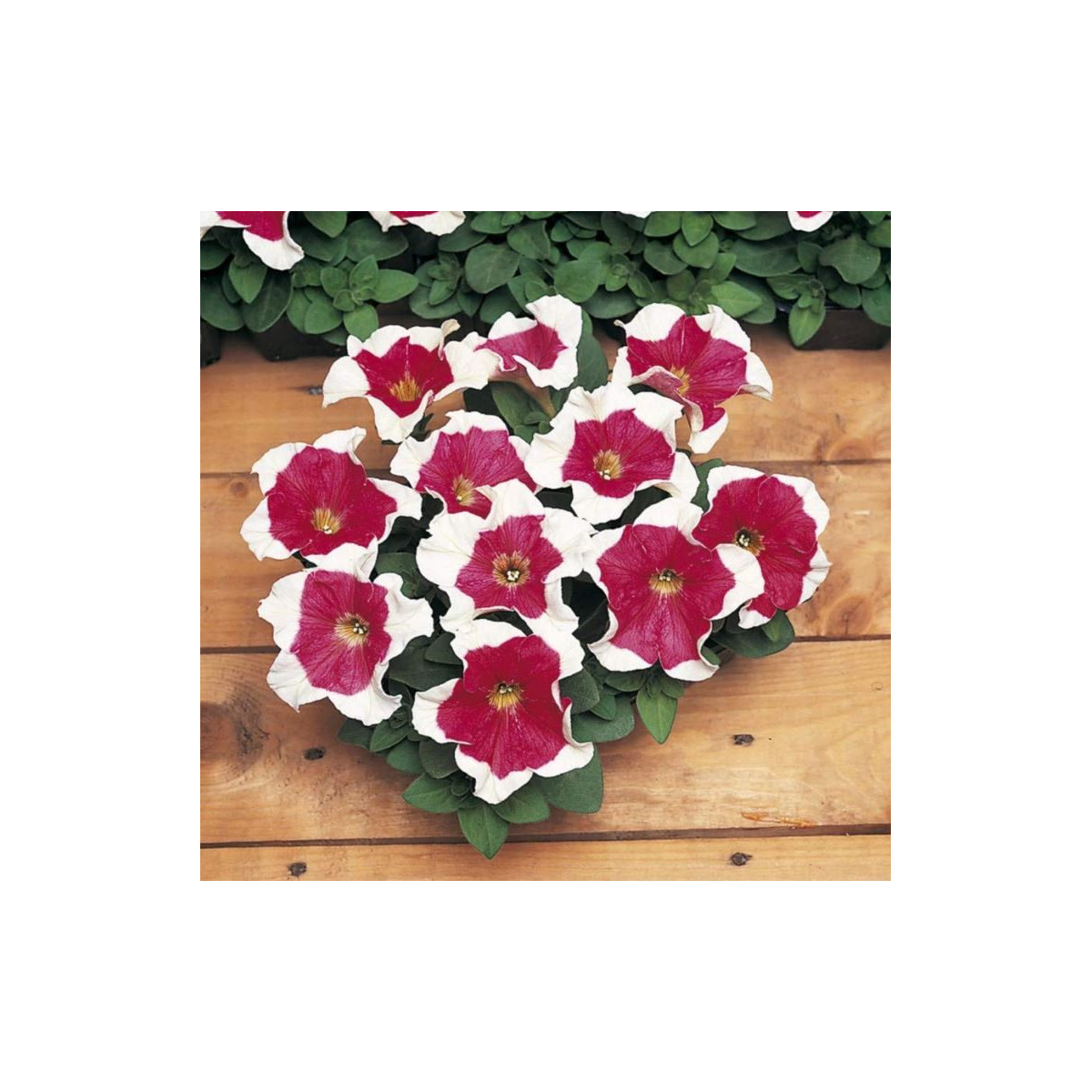 Petúnia mnohokvetá - Red Frost F1 - Petunia Multiflora - predaj semien - 20 ks