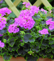 Muškát Krúžkovaný Nekita F1 Pink - Pelargonium Zonale - Semená - 4 Ks