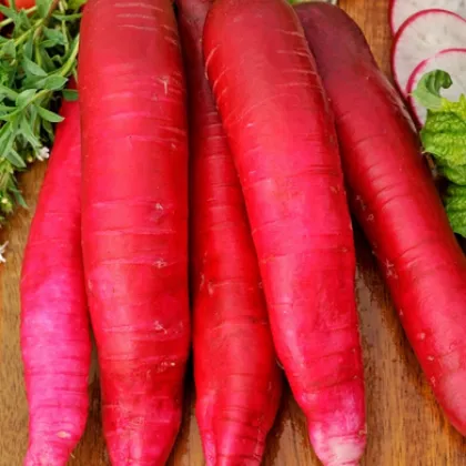 BIO Reďkovka ružová skorá - Raphanus sativus -  semiačka - 0,3 g