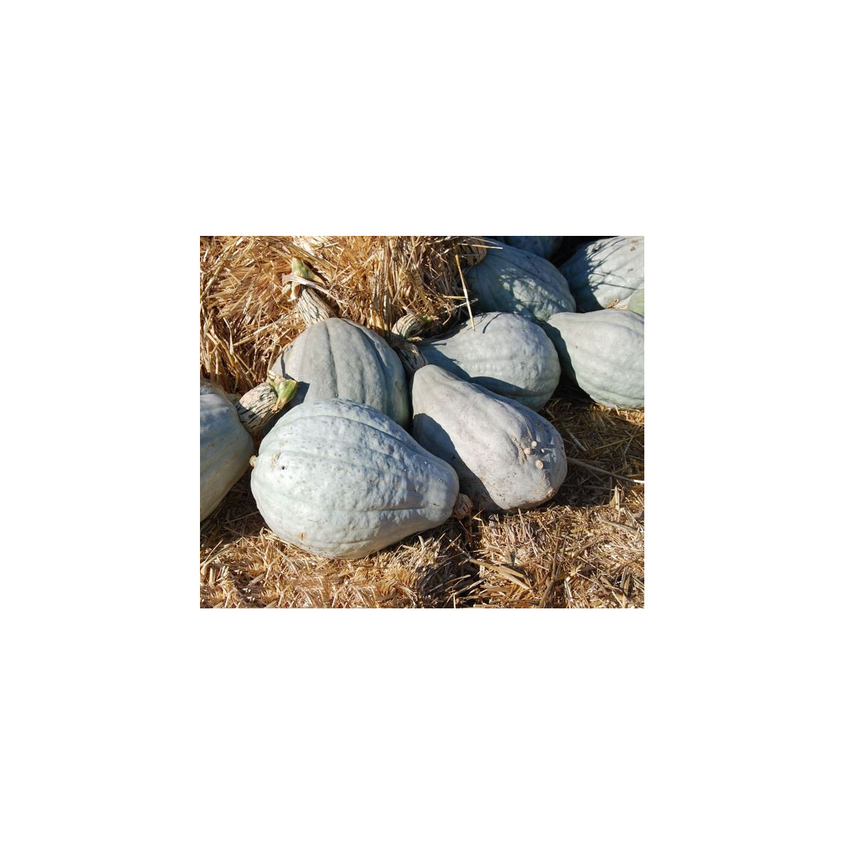 Tekvica Blue Hubbard - Cucurbita Maxima - Semená - 7 Ks