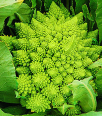 Karfiol Veronica - Brassica Oleracea L. Convar. Botrys - semiačka - 10 ks