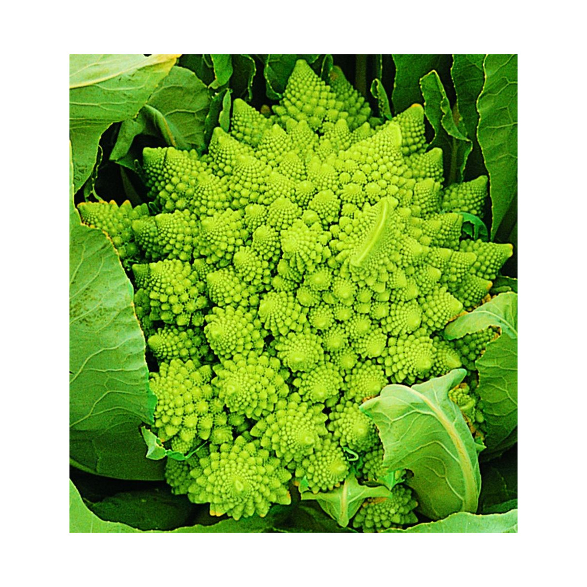 Karfiol Veronica - Brassica Oleracea L. Convar. Botrys - semiačka - 10 ks