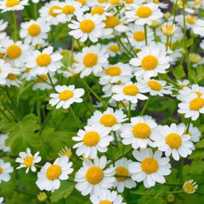 Rimbaba žltá - Chrysanthemum parthenium aureum Golden Feverfew - semiačka - 400 ks