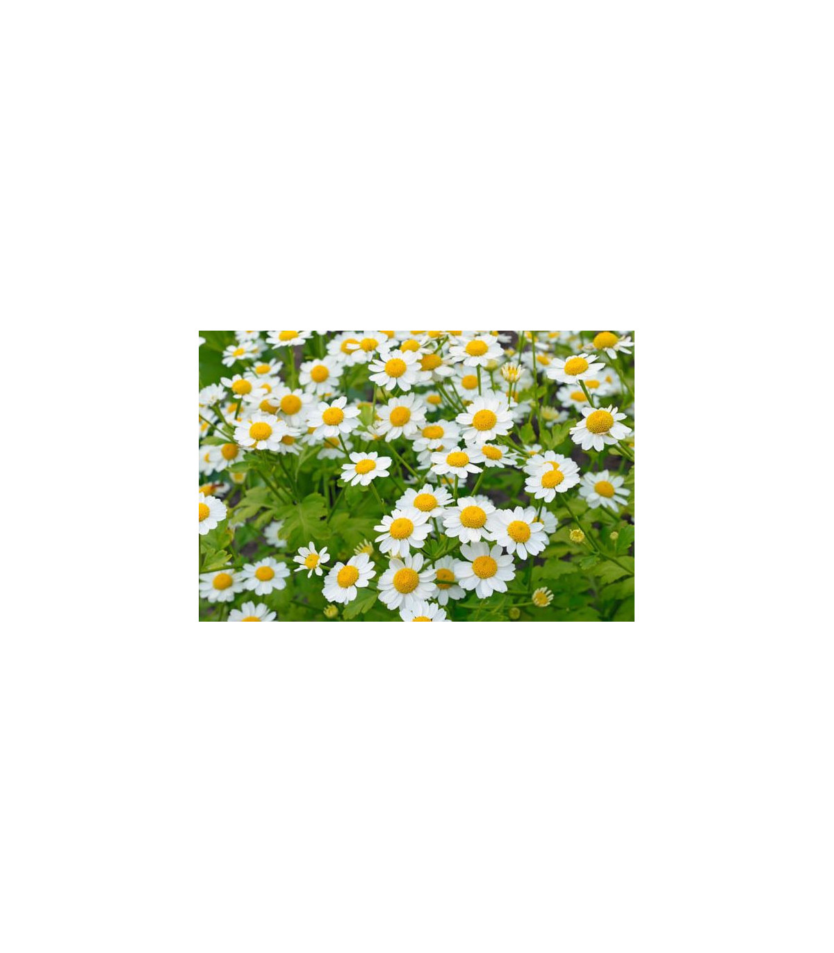 Rimbaba žltá - Chrysanthemum parthenium aureum Golden Feverfew - semiačka - 400 ks