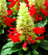 Šalvia Žiarivá Red And White - Salvia Splendens - Semená - 20 Ks