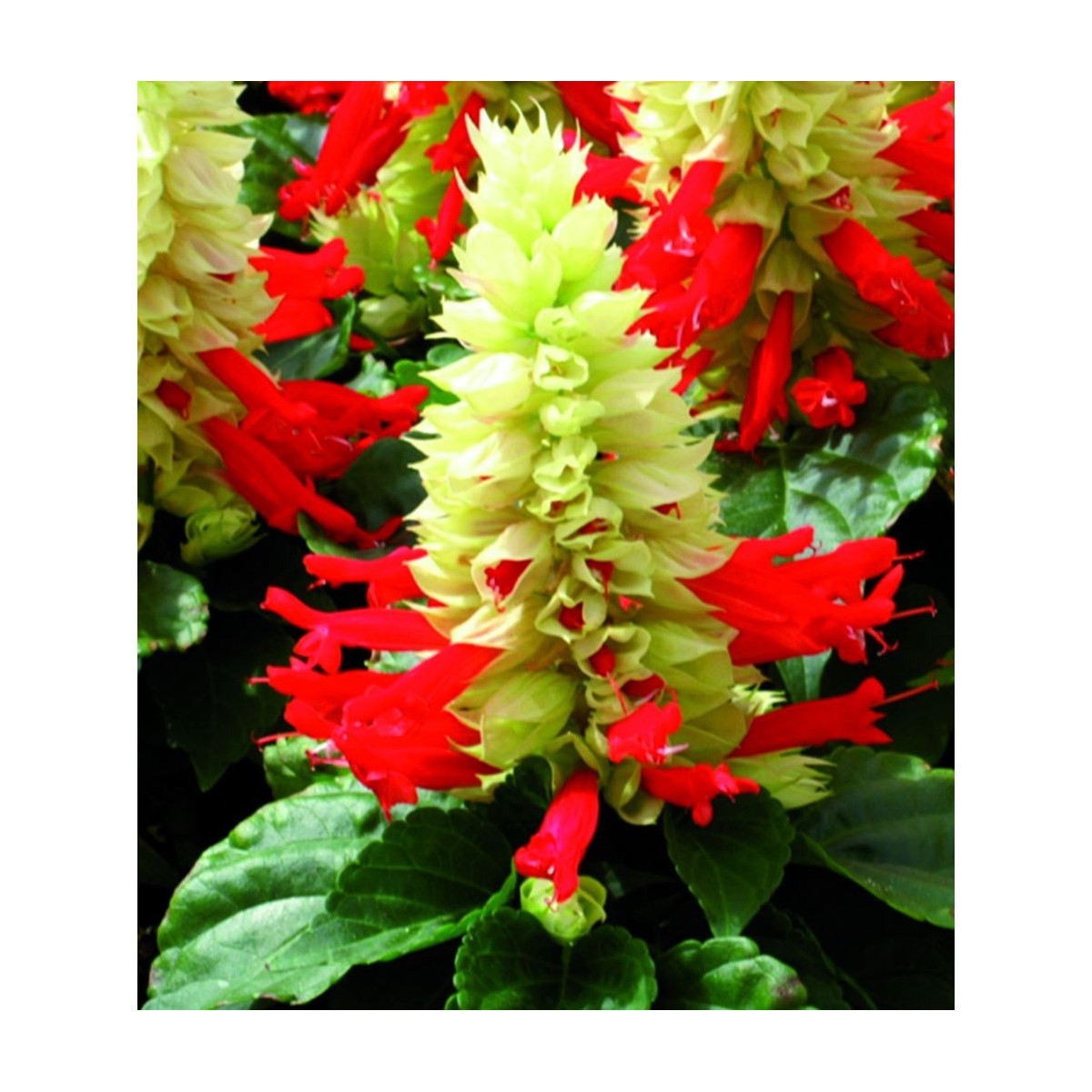Šalvia Žiarivá Red And White - Salvia Splendens - predaj semien - 20 Ks