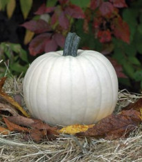 Tekvica Moonshine F1 - Cucurbita pepo - predaj semien - 12 ks