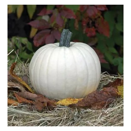 Tekvica Moonshine F1 - Cucurbita pepo - predaj semien - 12 ks