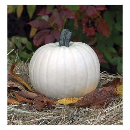 Tekvica Moonshine F1 - Cucurbita pepo - predaj semien - 6 ks