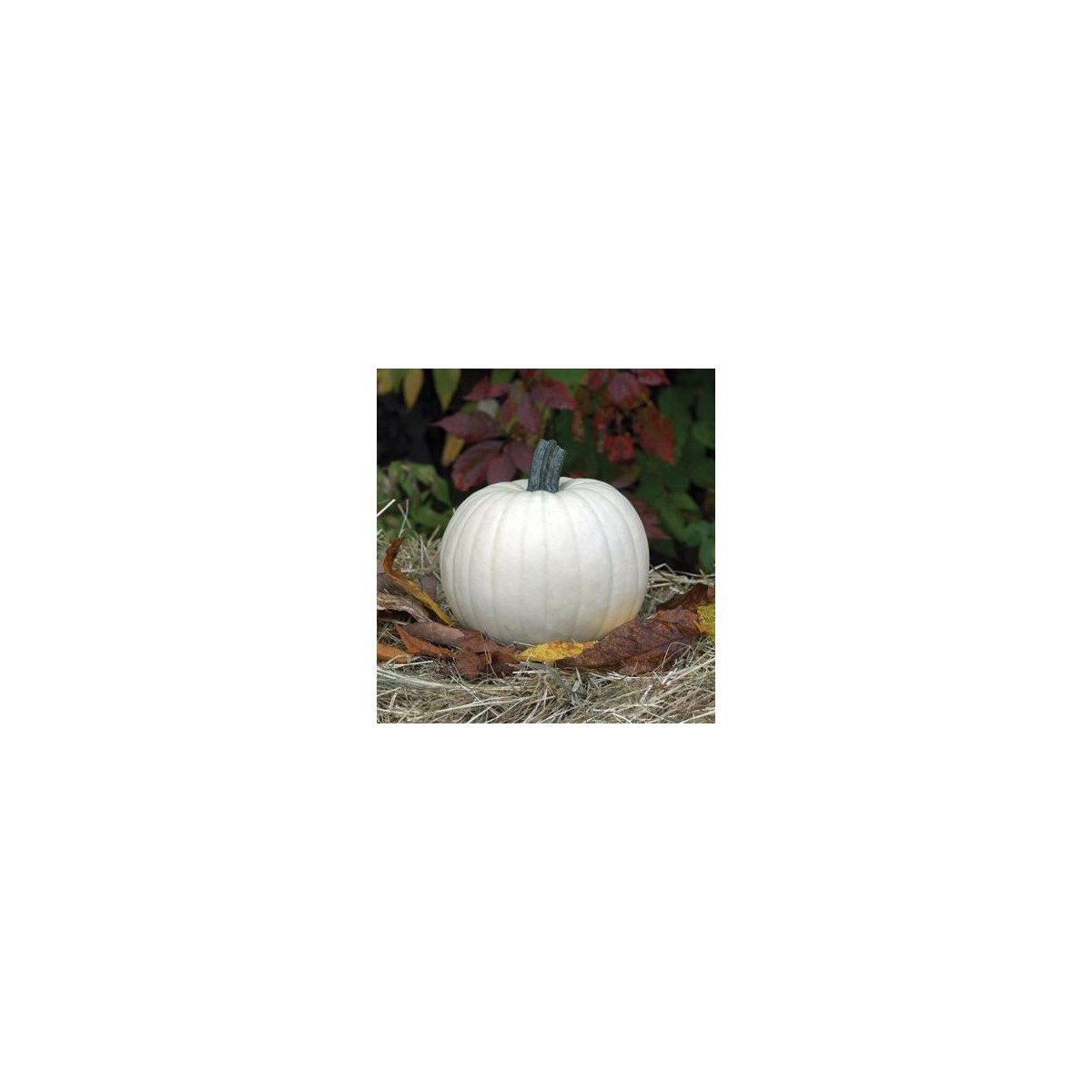Tekvica Moonshine F1 - Cucurbita pepo - predaj semien - 12 ks