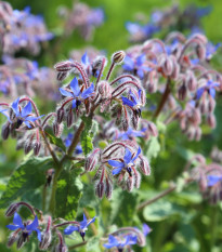 Bio Borák lekársky - Borago officinalis - predaj bio semien - 20 ks