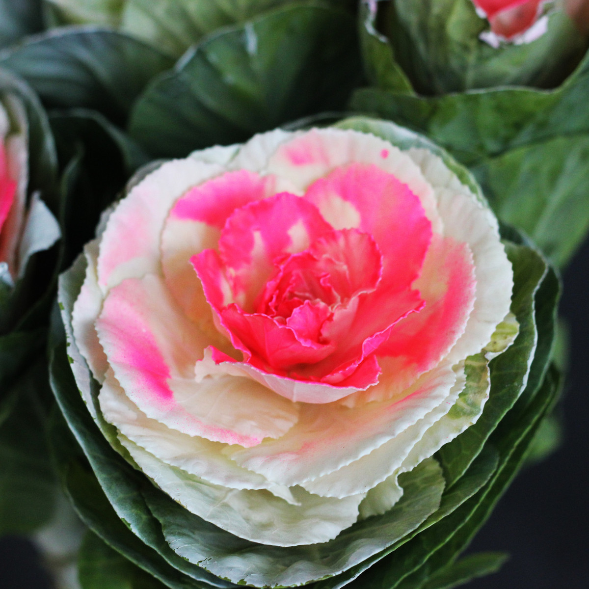 Okrasná Kapusta Crane F1 Bicolor - Brassica Oleracea - predaj semien - 20 ks