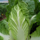 Pekingská Kapusta Hilton - Brassica Pekinensis - semená - 100 ks