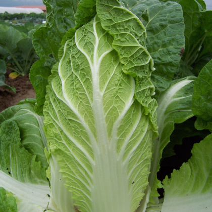 Pekingská Kapusta Hilton - Brassica Pekinensis - semená - 100 ks