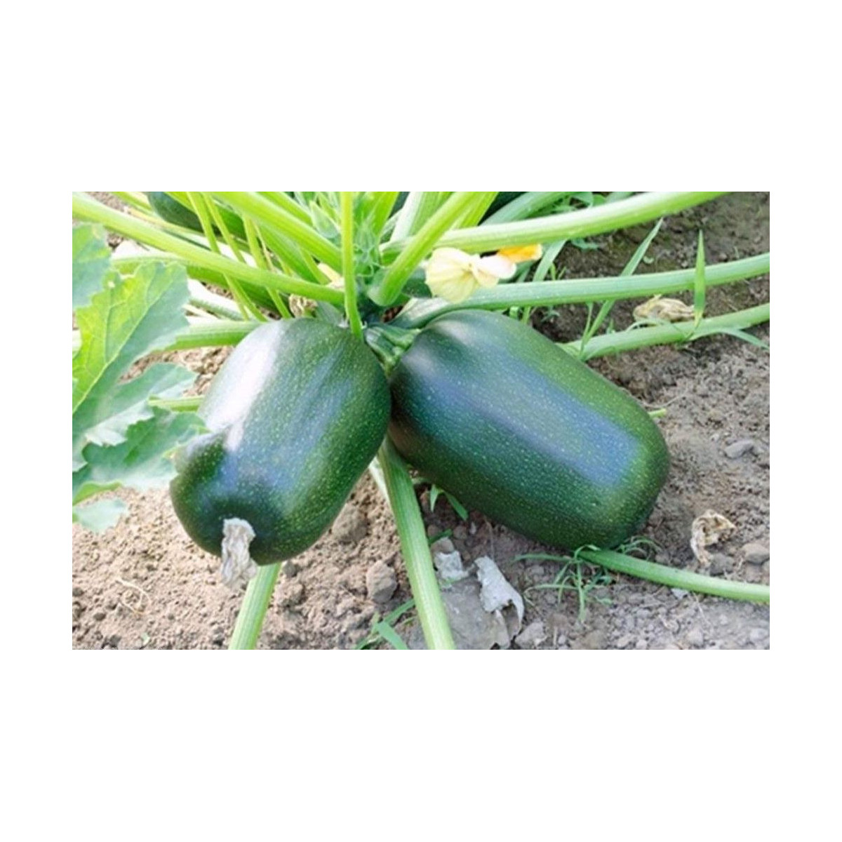 Cuketa Green Griller F1 - Cucurbita pepo - predaj semien cukety - 5 ks