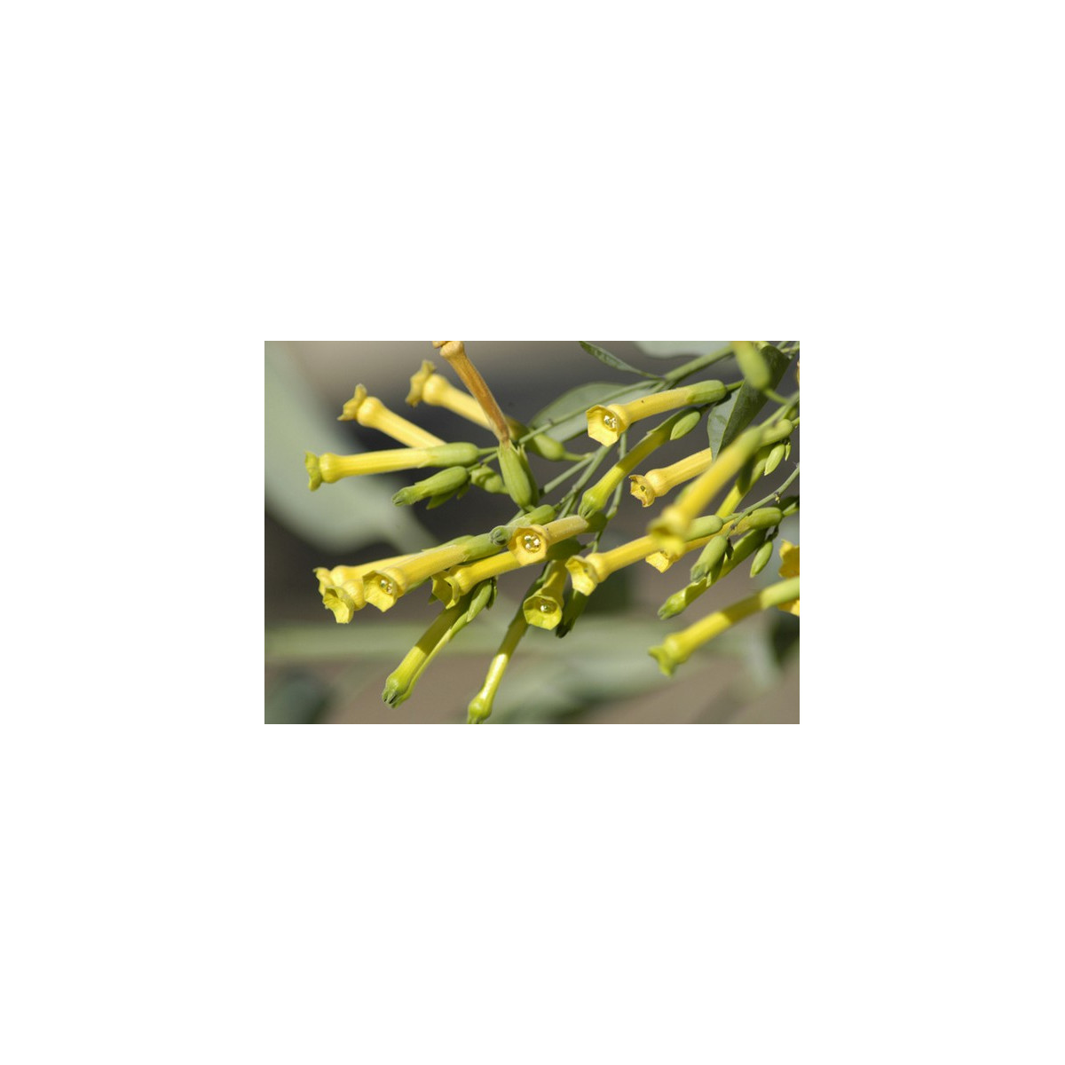 Tabak Glauca - Nicotiana Glauca - Semená Tabaku - 20 ks