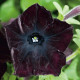 Petúnia Sophistica Blackberry F1 - Petunia grandiflora - predaj semien - 15 ks