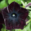 Petúnia Sophistica Blackberry F1 - Petunia grandiflora - predaj semien - 15 ks