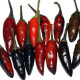 Chilli Krishna Jolokia - Capsicum annuum - predaj semien - 7 ks