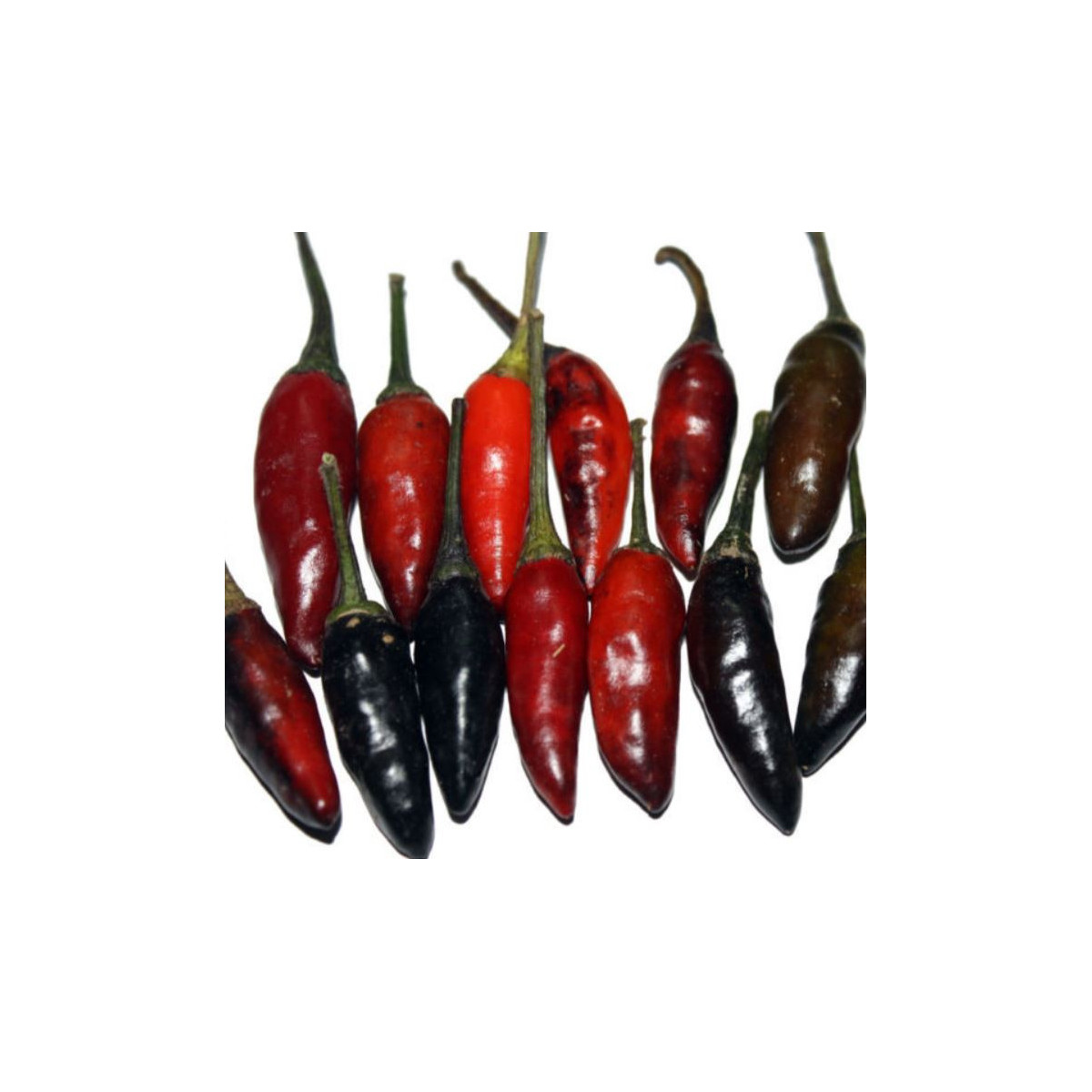 Chilli Krishna Jolokia - Capsicum annuum - predaj semien - 7 ks