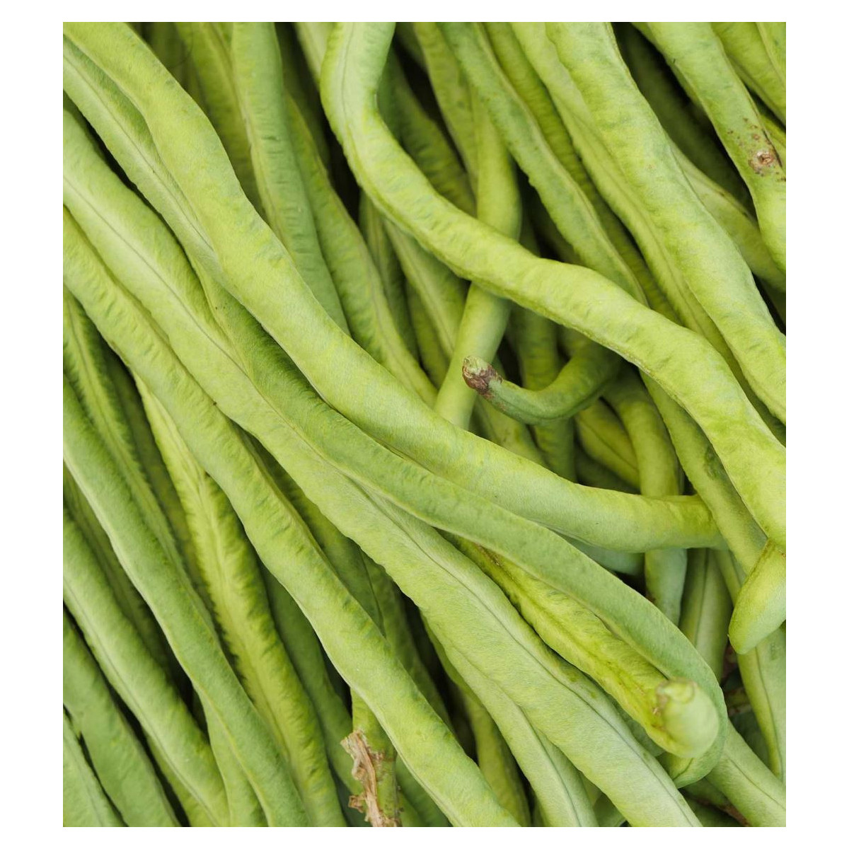 Vigna Čínska Metro - Fazuľa - Vigna Sinensis - semená 40 ks